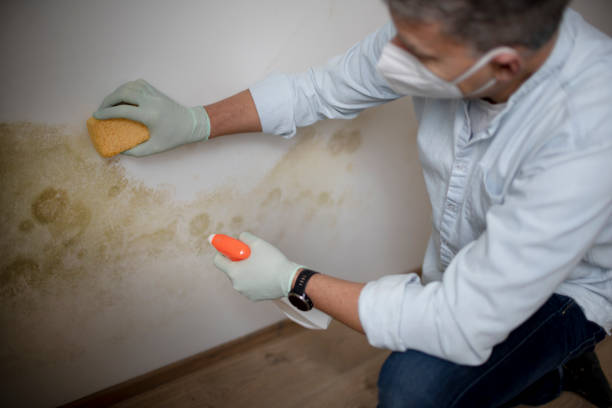 Certified Mold Removal in Centreville, VA